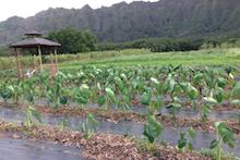 Taro at Waimanalo Station